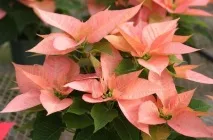 Пуансетія, Різдвяна зірка догляду та сортів, Flowery-Blog зірка