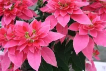 Пуансетія, Різдвяна зірка догляду та сортів, Flowery-Blog різдвяна