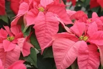 Пуансетія, Різдвяна зірка догляду та сортів, Flowery-Blog зірка