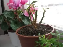 Пуансетія, Різдвяна зірка догляду та сортів, Flowery-Blog пуансетія