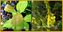 Рослини, що розріджують кров 7 лікарських рослин, рецепти рослини