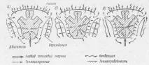 топлина