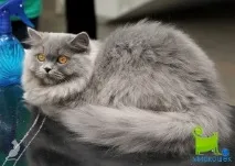 Різні породи кішок різні