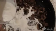грибами