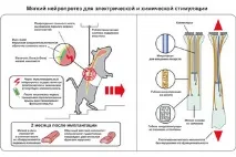 учени