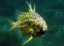 Найбільш незвичайні морські жителі морські