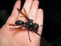 комахи