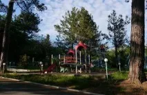 сосновий