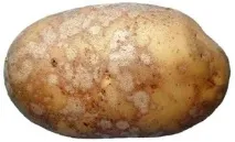 парша