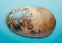 парша
