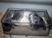 Шиншилла правила утримання на утримання