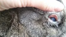 ознаки