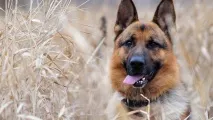 Собака східноєвропейська вівчарка витривалий захисник і вірний друг, BETAKROR BUXORO! східноєвропейська