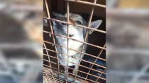Службові собаки в Підмосков’ї виснажені через дешевий корм службові