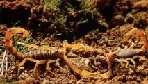 Скорпіони – 300 мільйонів років без змін років
