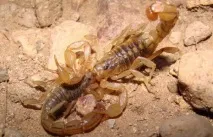 Скорпіони – 300 мільйонів років без змін скорпіони