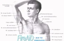 Шари пахви (область) шари
