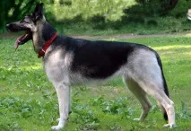 Собака східноєвропейська вівчарка витривалий захисник і вірний друг, BETAKROR BUXORO! витривалий