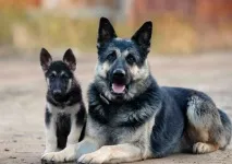 Собака східноєвропейська вівчарка витривалий захисник і вірний друг, BETAKROR BUXORO! витривалий
