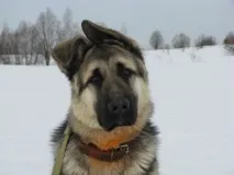 Собака східноєвропейська вівчарка витривалий захисник і вірний друг, BETAKROR BUXORO! вівчарка