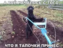 Собака пензликом малює своє ім’я пензликом