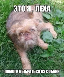Собака пензликом малює своє ім’я собака