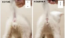 Способи визначити вік у кошеня за його зовнішнім виглядом та поведінкою способи