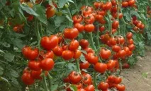 Способи формування томатів у відкритому ґрунті томатів