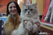 Поради заводчиків як вибрати породу кішки під свій характер, Природа і тварини заводчиків
