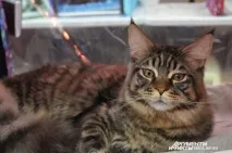 Поради заводчиків як вибрати породу кішки під свій характер, Природа і тварини породу