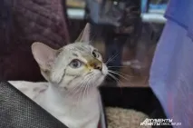 Поради заводчиків як вибрати породу кішки під свій характер, Природа і тварини вибрати