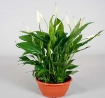 spathiphyllum