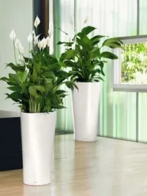 spathiphyllum