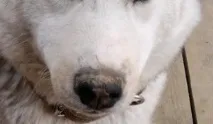 Сухий ніс у цуценяпричини та що робити сухий