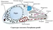 токсоплазмоза