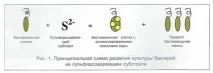 обезвреждане