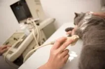 Diagnosticul cu ultrasunete al bolilor urinare la pisici și câini - Rețeaua veterinară