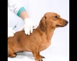 Вакцинація цуценят, собак собак