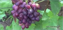 Виноград (фото) опис сортів, вирощування посадки та догляд за виноградником - від А до Я, Сайт про виноград