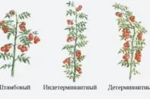 Вирощування помідорів у теплиці схема та секрети успіху - My Life помідорів