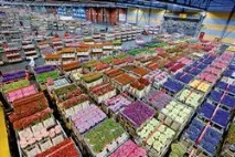 Вирощування квітів у теплиці як бізнес-план, тепличні хризантеми теплиці