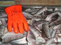 Смак і поживна цінність нототенії не залежать від її розміру - FishIndustry - Україна цінність