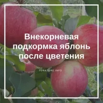 ябълкови