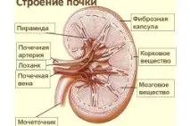 Виникнення нефроптозу при вагітності За нирками нефроптозу