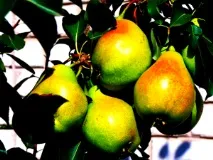 Все про грушеве дерево груші