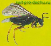 Шкідники сливи та аличі шкідники