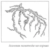 Шкідники та заходи боротьби з ними ними