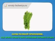 Хвощ польовий застосування, як лікувати нирки та зняти запалення сечового міхура нирки