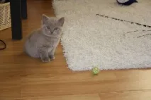 За що ми любимо котів любимо