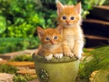 За що ми любимо котів котів